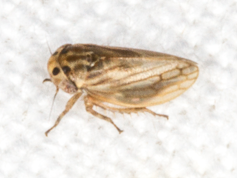 Anaceratagallia sp.